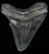 Bargain, Black, Fossil Megalodon Tooth #57453-2